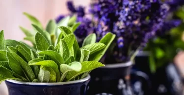 salvia divinorum