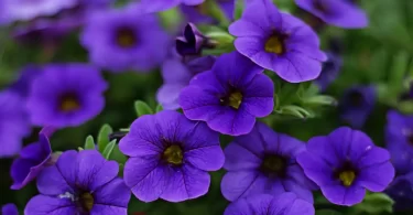 surfinia petunia