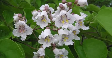 catalpa species