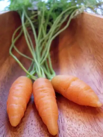 nantes-carrots