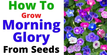 How To Grow Morning Glory From Seeds