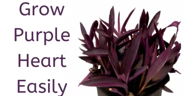 grow purple heart from cuttings