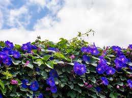 Morning Glory Vine