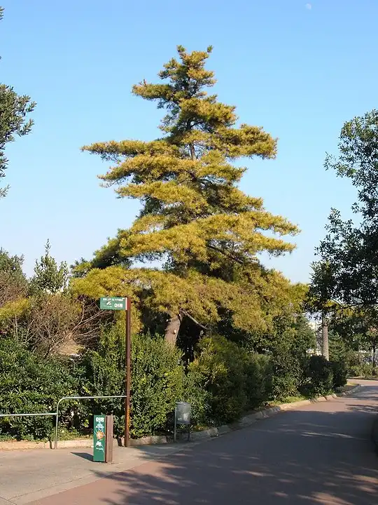 Pinus radiata - Conifer trees