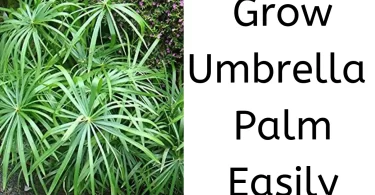 how to grow umbreall palm easily