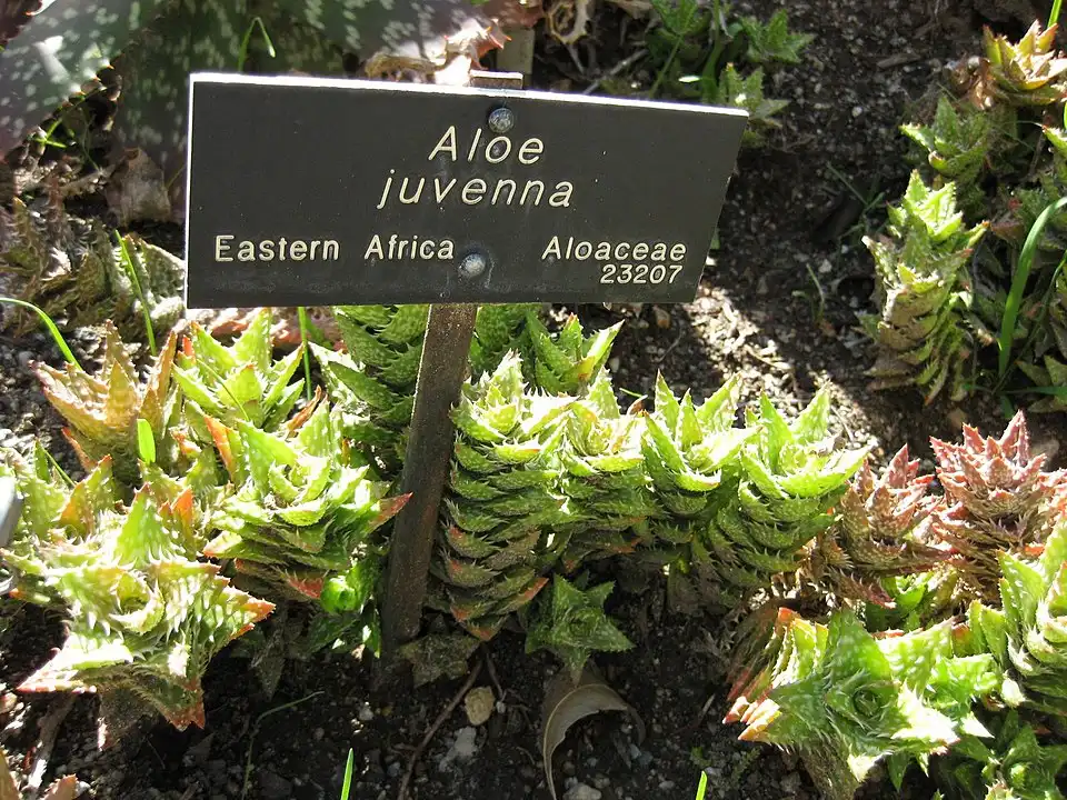 Aloe Jevenna - Tiger Tooth Aloe