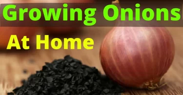 Grow Onion At Home