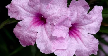 Growth Habits of Ruellia Brittoniana