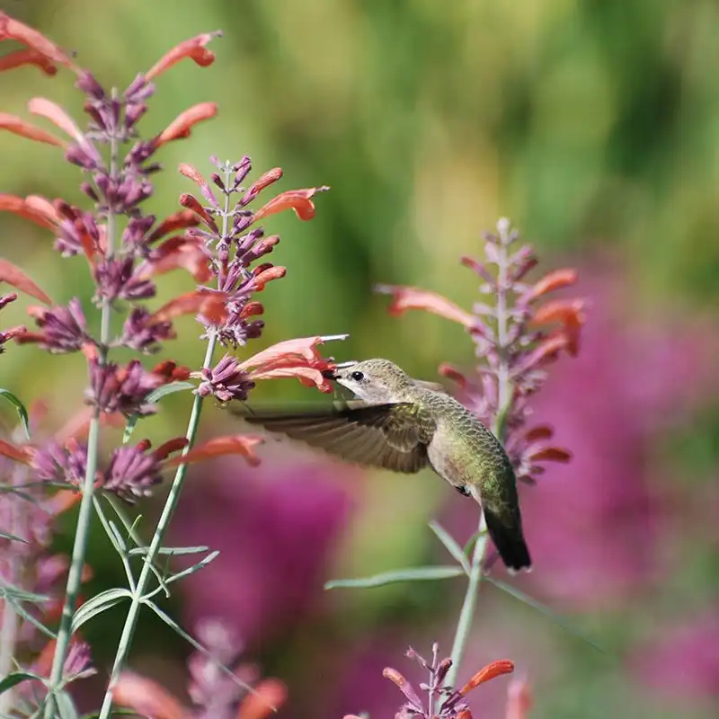 Agastache - Hummingbird Mint