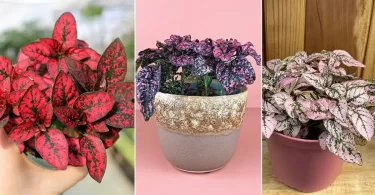 Is Polka Dot Plant Toxic to Dogs