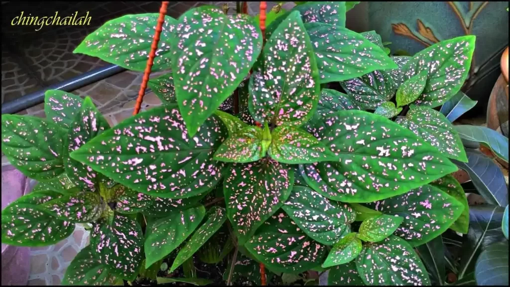 Polka Dot Pink-Dot plant