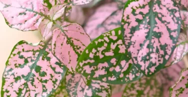 Polka Dot Plant Benefits