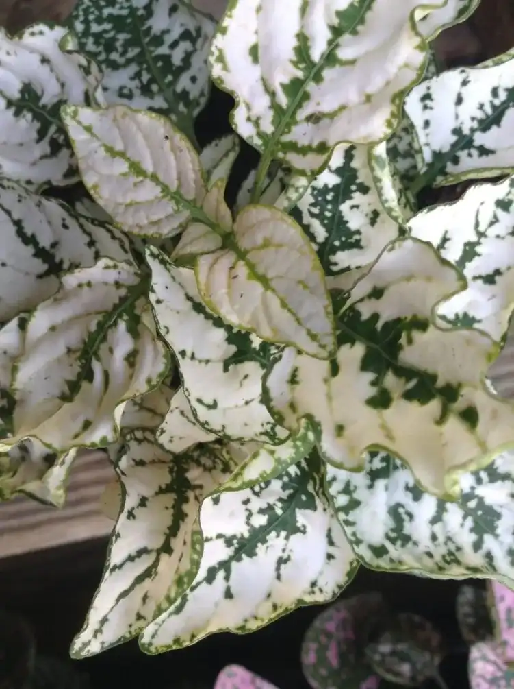 Polka Dot White-Dot Plant
