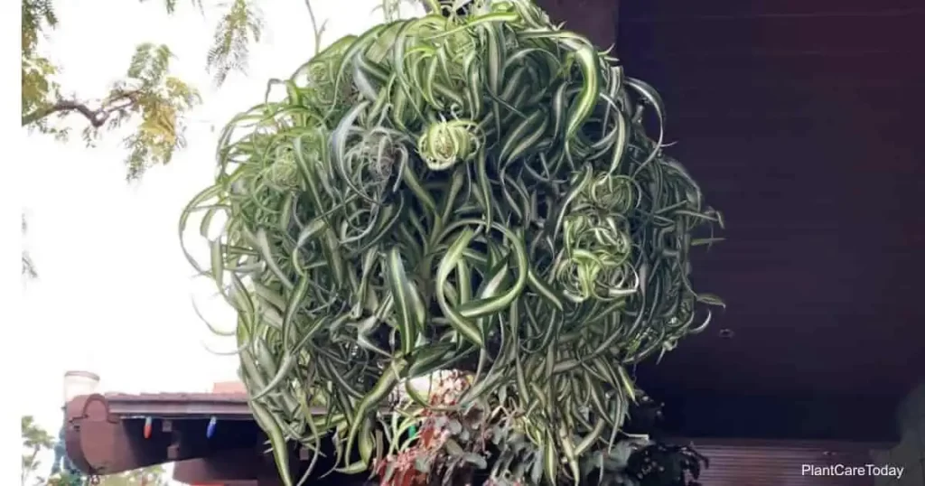 Chlorophytum comosum Curly Spider Plant