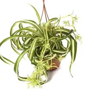 curly spider plant propagation