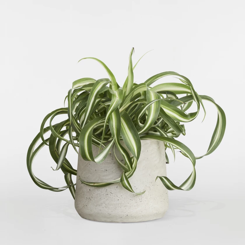 curly spider plant