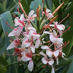 ginger lily plant