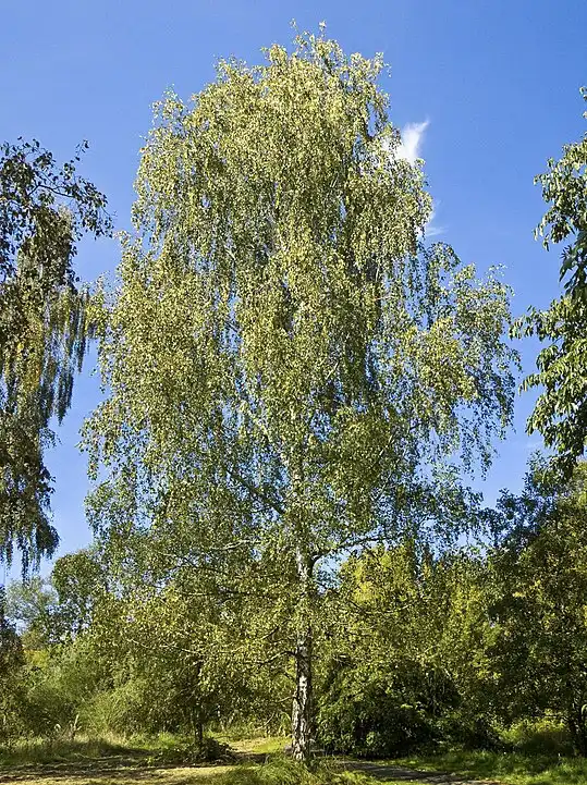 Birch - Deciduous Tree