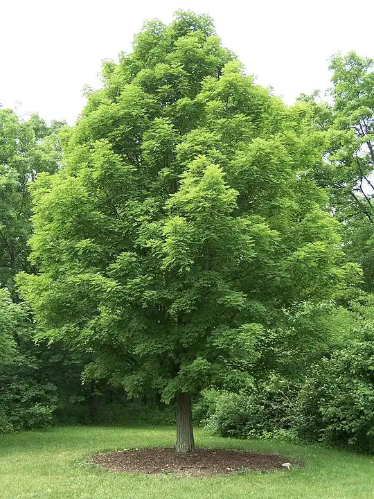 Maple - Deciduous Tree
