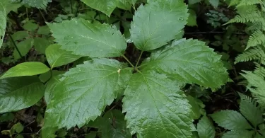 How Fast Do Virginia Creepers Lose Their Leaves