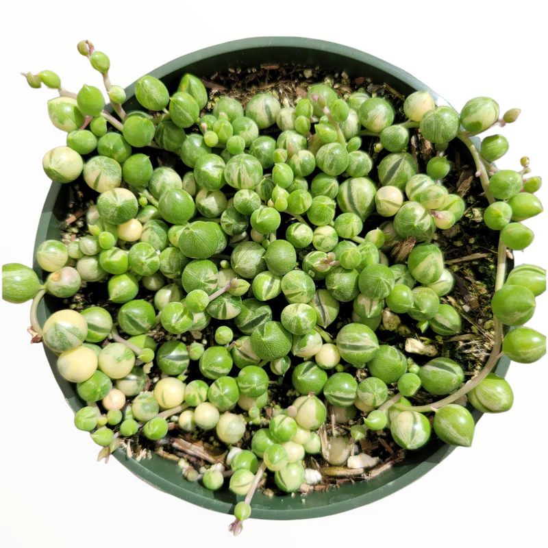 string of pearls Propagation
