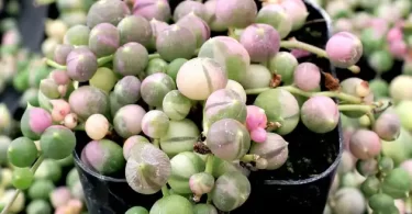 Variegated string of pearls plant