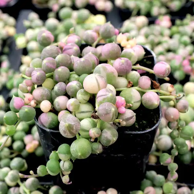 Variegated string of pearls plant