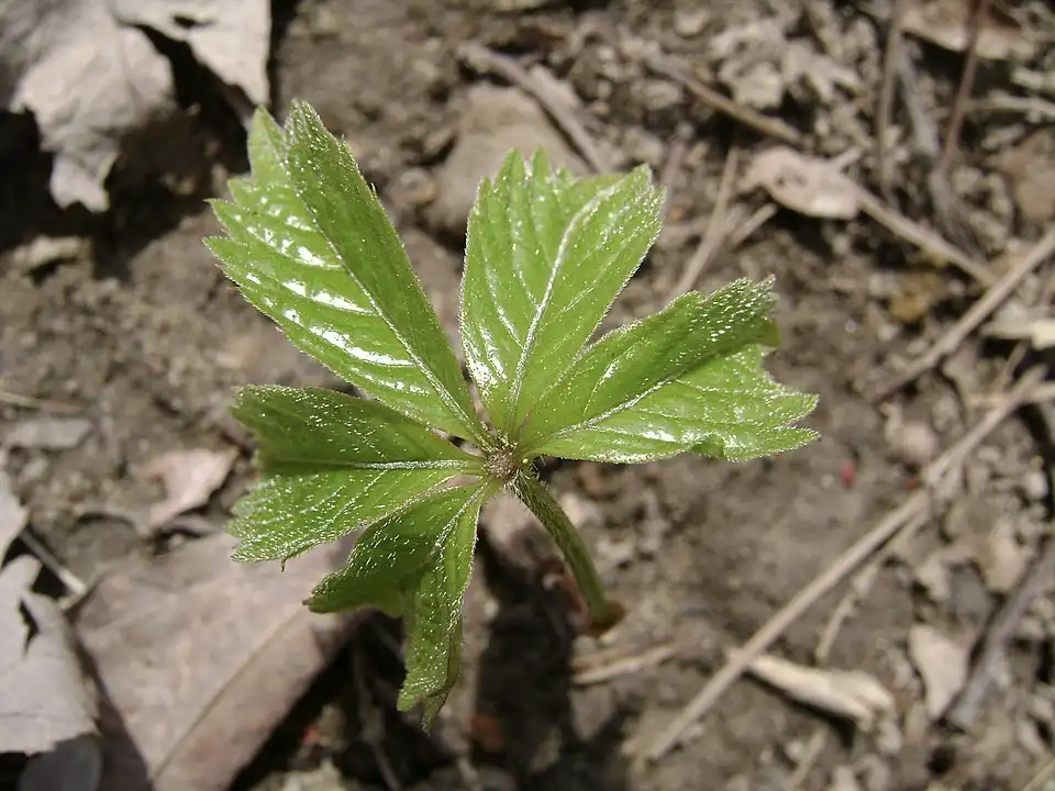Virginia Creeper Leaf