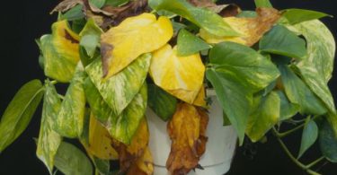 Ethylene damage - pothos leaves turning yellow