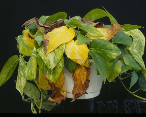 Ethylene damage - pothos leaves turning yellow