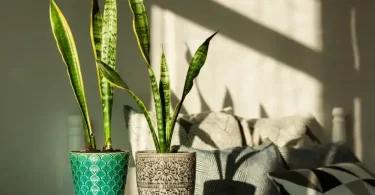 snake plant in shade