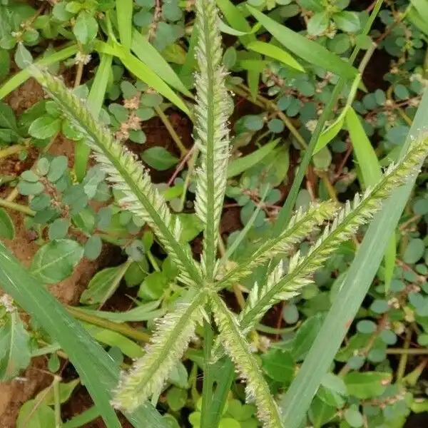 Uses of goosegrass