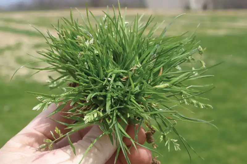 poa annua tuft in hand winter grass weed