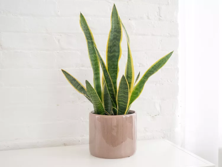 snake plant cons