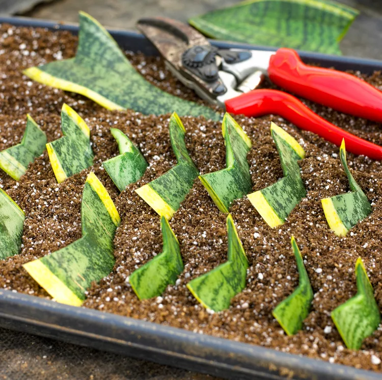 snake plant cuttings