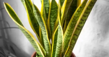 snake plant yellow tips