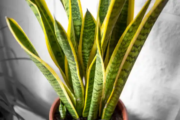 snake plant yellow tips