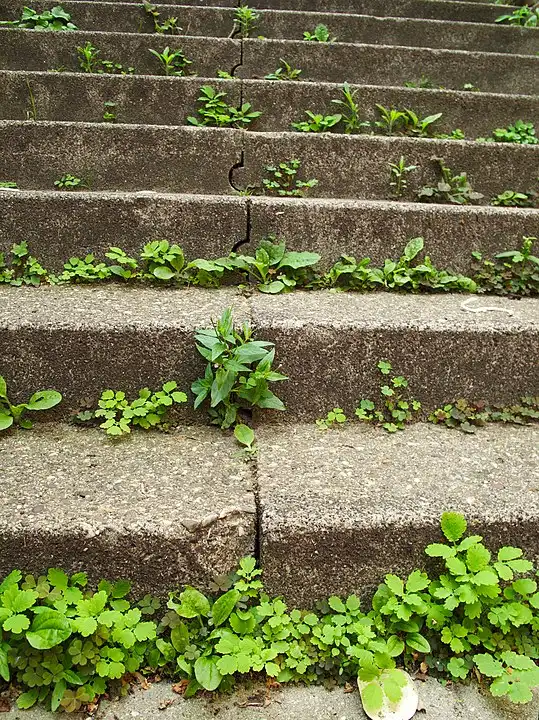 stairs with weed