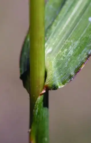 guackgrass stem