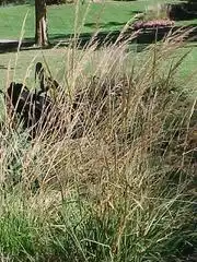 Pruning of indian grass