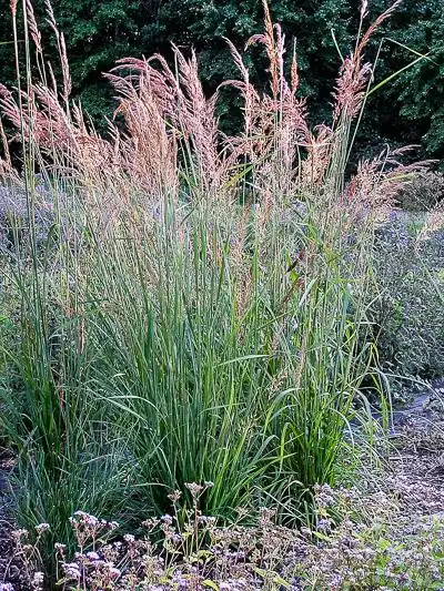 Uses and benefits of Indiangrass