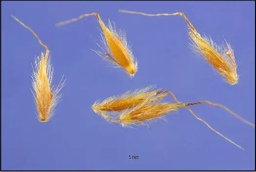 indian grass seeds