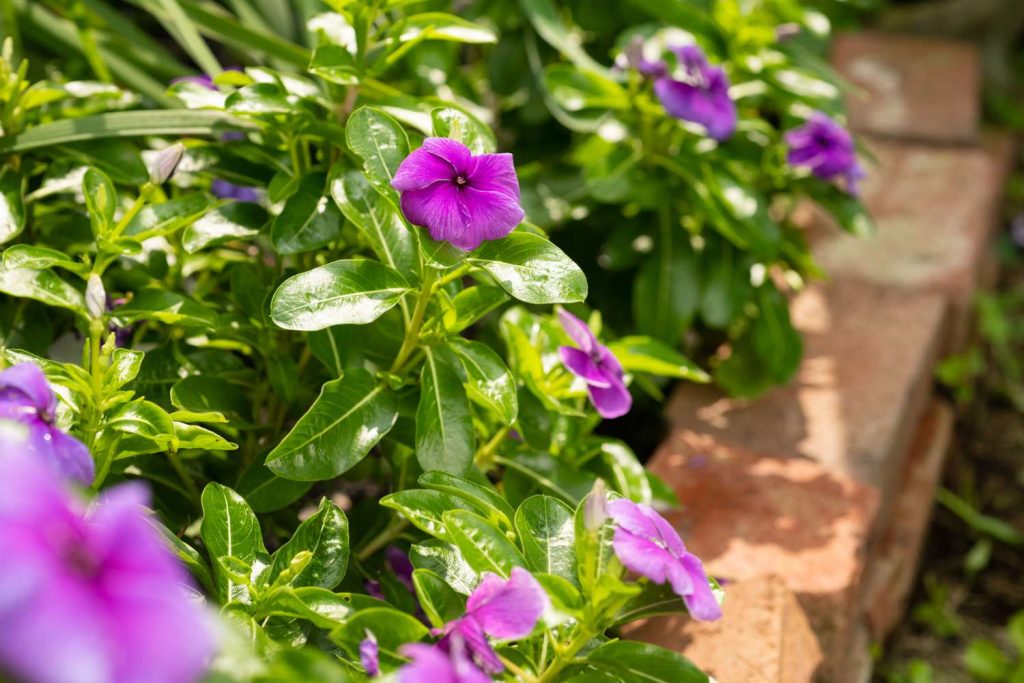 Grow Vinca From Cuttings