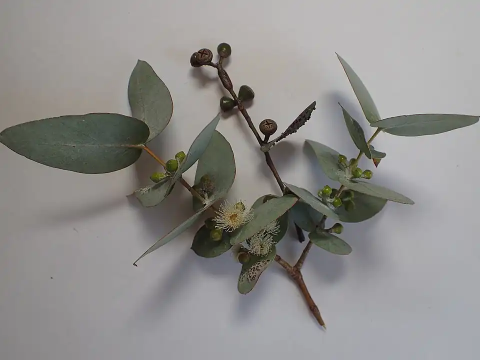 Eucalyptus cinerea leaves