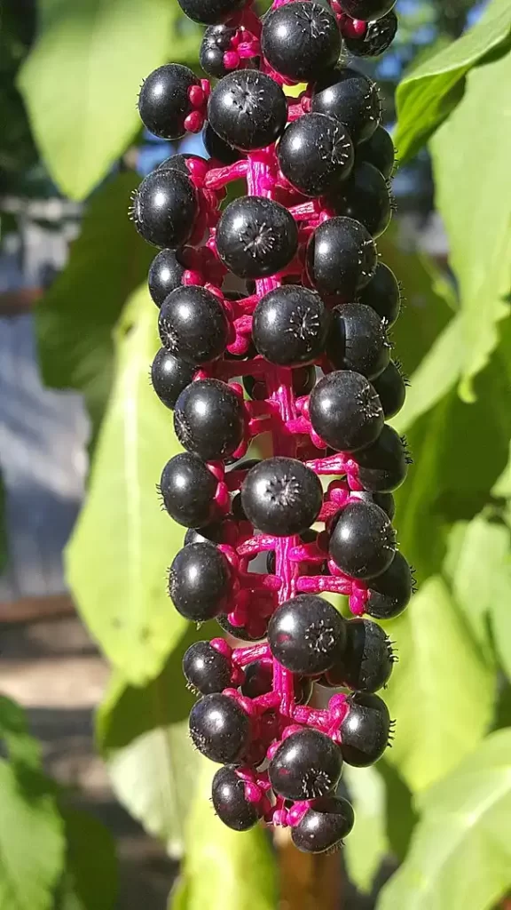 Is pokeweed poisonous to touch
