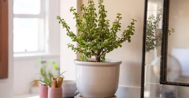 Jade plant types