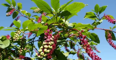 Pokeberries