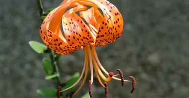 Tiger Lily