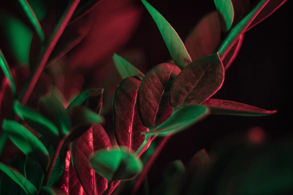 Zamioculcas zamiifolia: ZZ Plant