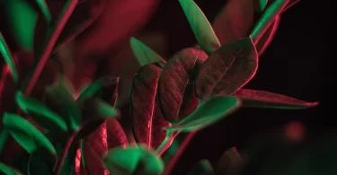 Zamioculcas zamiifolia: ZZ Plant